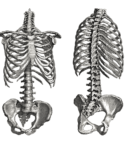 Classical anatomical line illustration of the spine and pelvis